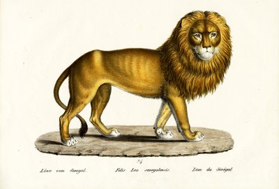 Senegal Lion by Karl Joseph Brodtmann